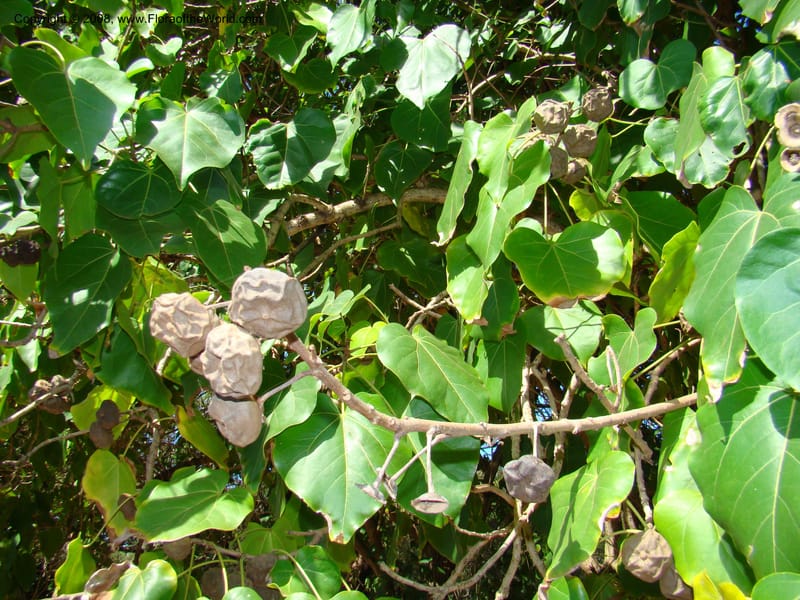 Thespesia populnea--Hawaii. W Maui. DT Fleming St Beach Park. 26 Mch 08. 003.jpg