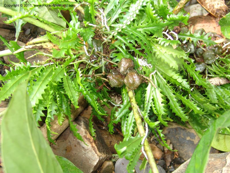 Solanopteris, RVasquez32949--Peru. Pillcopata. Qbda Pini Pini. 29 Oct 07. 050.jpg