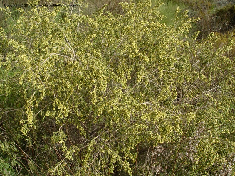 Thymelaea hirsuta--Spain. Granada Prov. Ca. Olias jct. on C333. 15 Apr 04. 051 (10).jpg