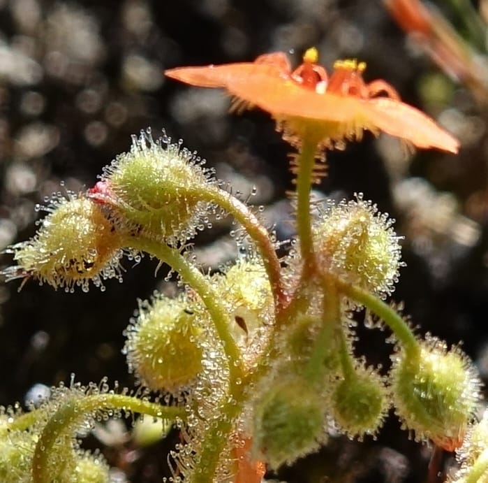 Drosera glanduligera, Davidson, C 13468--Australia. W.A. Sullivan's Rock. 28 Oct 2016. DSC05796 (134).JPG