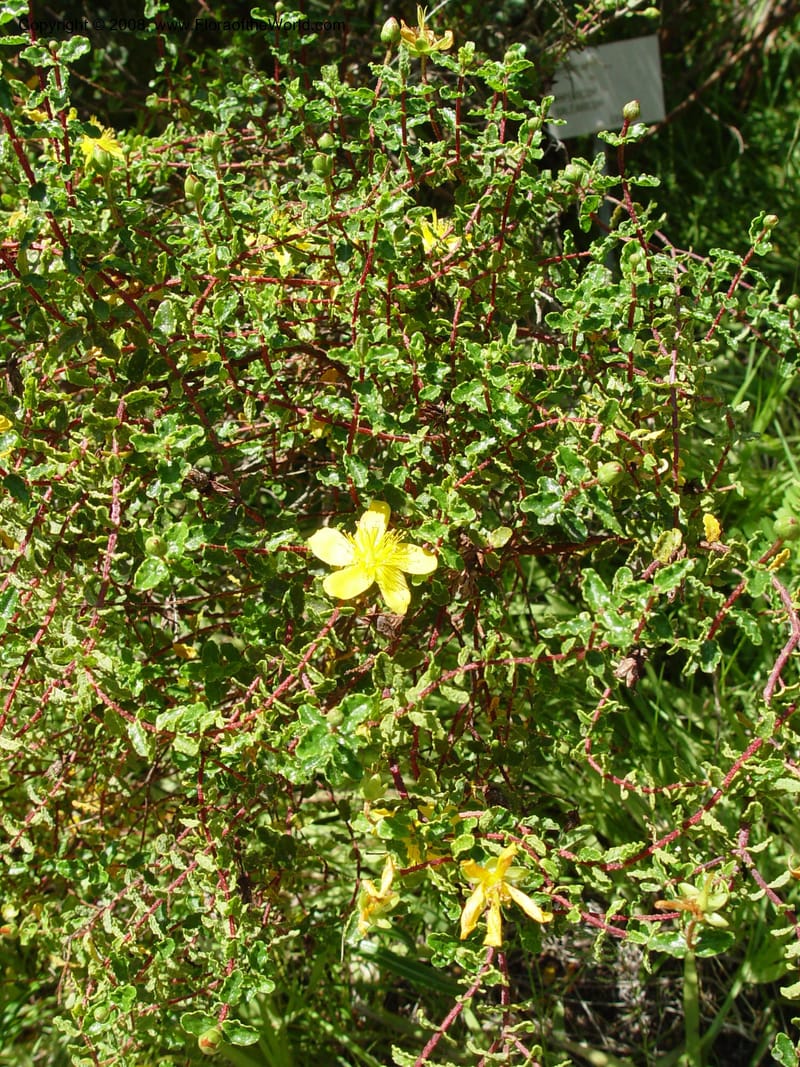 Hypericum balearicum--Spain. Blanes. Marimurtra Bot. Gard. 24 Apr 04. 062.jpg