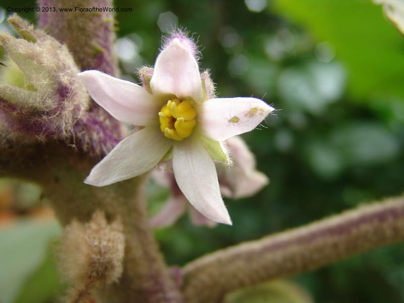 Solanum quitoense--Kenya. Limuru. Garden of Sue Brown. 10 July 04. 018.jpg