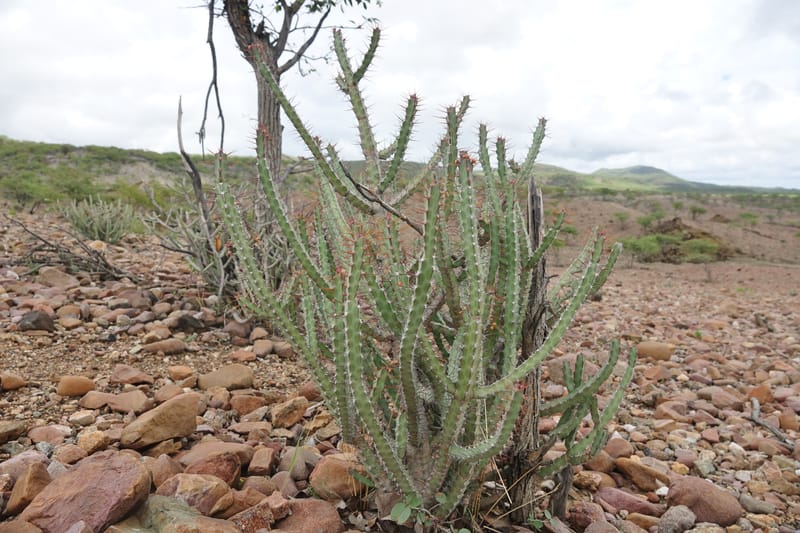 Euphorbia subsalsa subsp. fluviatilis, Nanyenia 1191--Namibia. Dry waterfal. 20 Mar 2018. DSC01925 (24).JPG