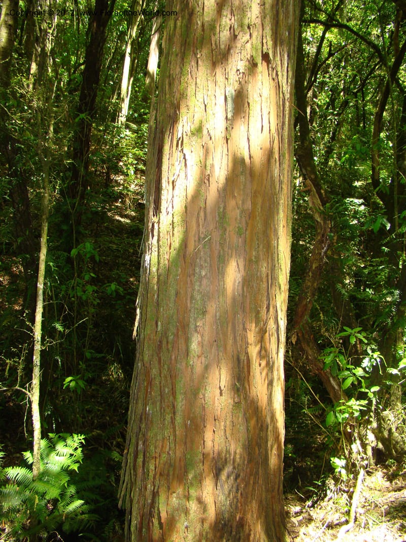 Podocarpus totora, C. Gemmill 646--New Zealand. Waikato Distr. Puke Moke Moke Res. 26 Nov 07. 191.jpg