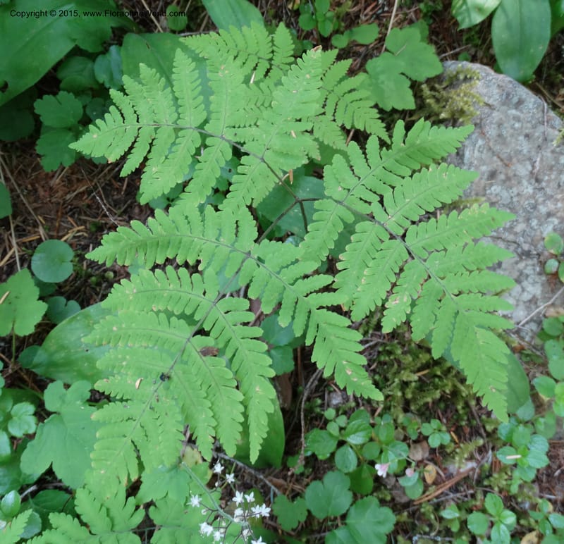 Gymnocarpium dryopteris, Davidson, C 12848--ID. Shoshone Co. St. Hwy 4. E of Burke. 2 Jul 2015. DSC07383 (30).JPG