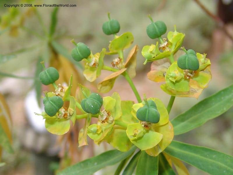 Euphorbia dendroides--Crete. Ep. Kisamos. Sirikari Gorge. 25 May 05. 223.jpg