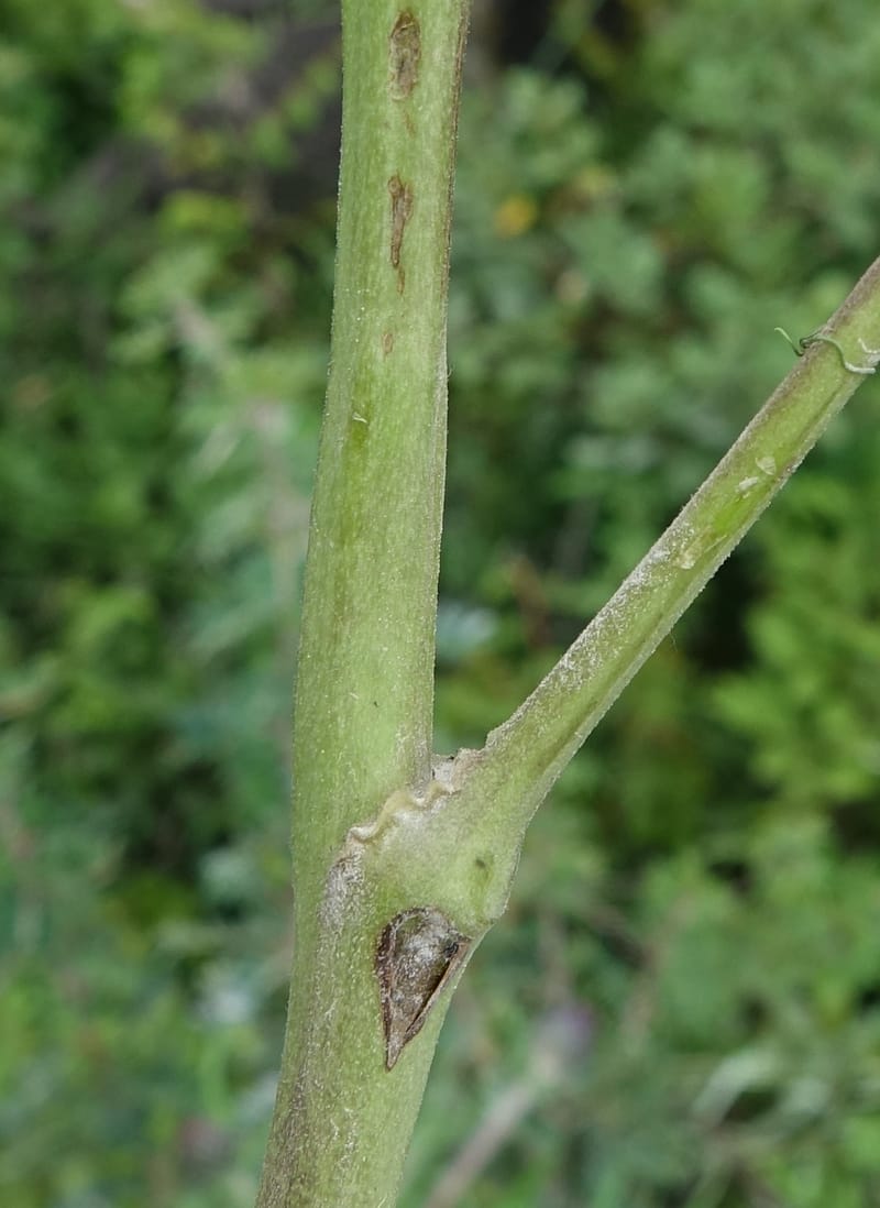 Cimicifuga, C. Davidson 13734--China. Yunnan. Zhongdian Xian. 9 Aug 2017. DSC03874 (219).JPG