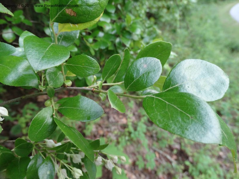 Vaccinium arboreum, Davidson, C 13042--South Carolina. Oconee Co. Tugaloo R. 19 May 2015.  (81).JPG