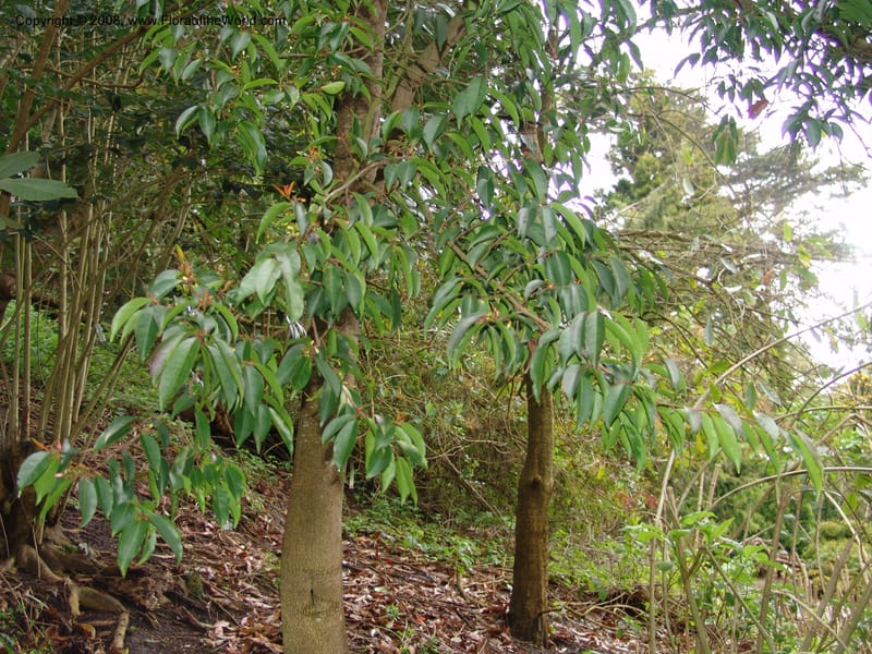 Zinowiewia matudai--CA. San Francisco Botanical Garden (Strybing Arb.). 30 Mch 06. 218.jpg