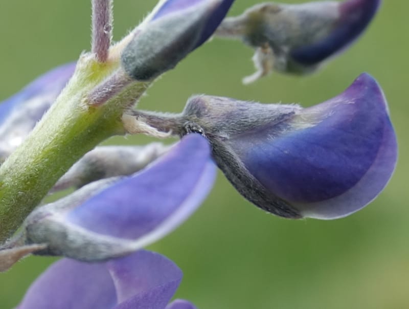 Lupinus argenteus, C. Davidson 13628--ID. Fremont Co. Flat Ranch Preserve (TNC). 16 Jun 2017. DSC01715 (90).JPG