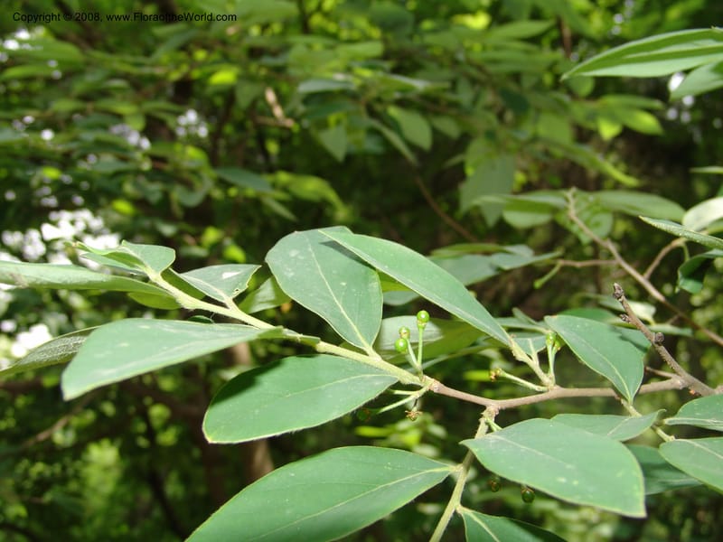 Lindera glauca, 040922301--China. Hubei. Wuhan Botanical Garden. 24 Apr 07. 202.jpg