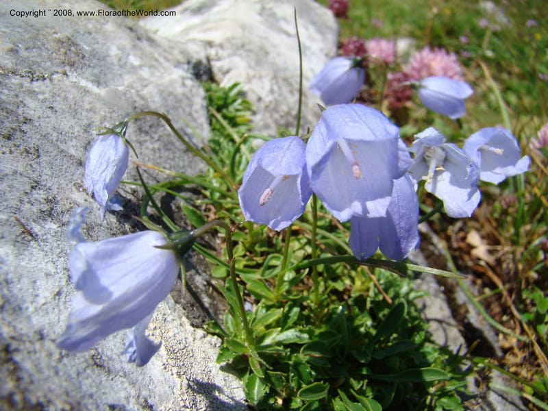 Campanula, CDavidson11252--Slovenia. Gorenska Reg. Velika Planina. 6 Jul 08. 117.jpg