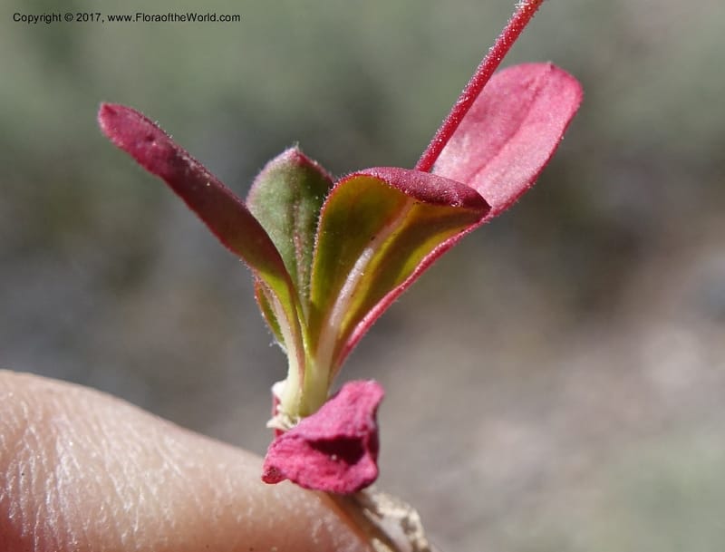 Oxytheca perfoliata, Davidson, C 13128--California. Inyo Co. Mahogany-Wild Rose Rd. 19 Apr 2016.  (161).JPG
