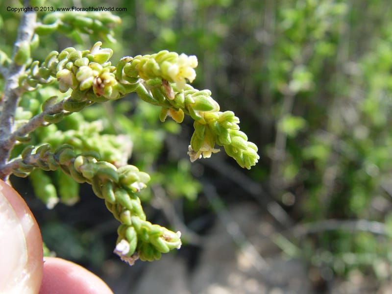 Thymelaea hirsuta--Spain. Andalucia. On C333, ca. 5 km E of Orgiva. 14 Ap (160).jpg