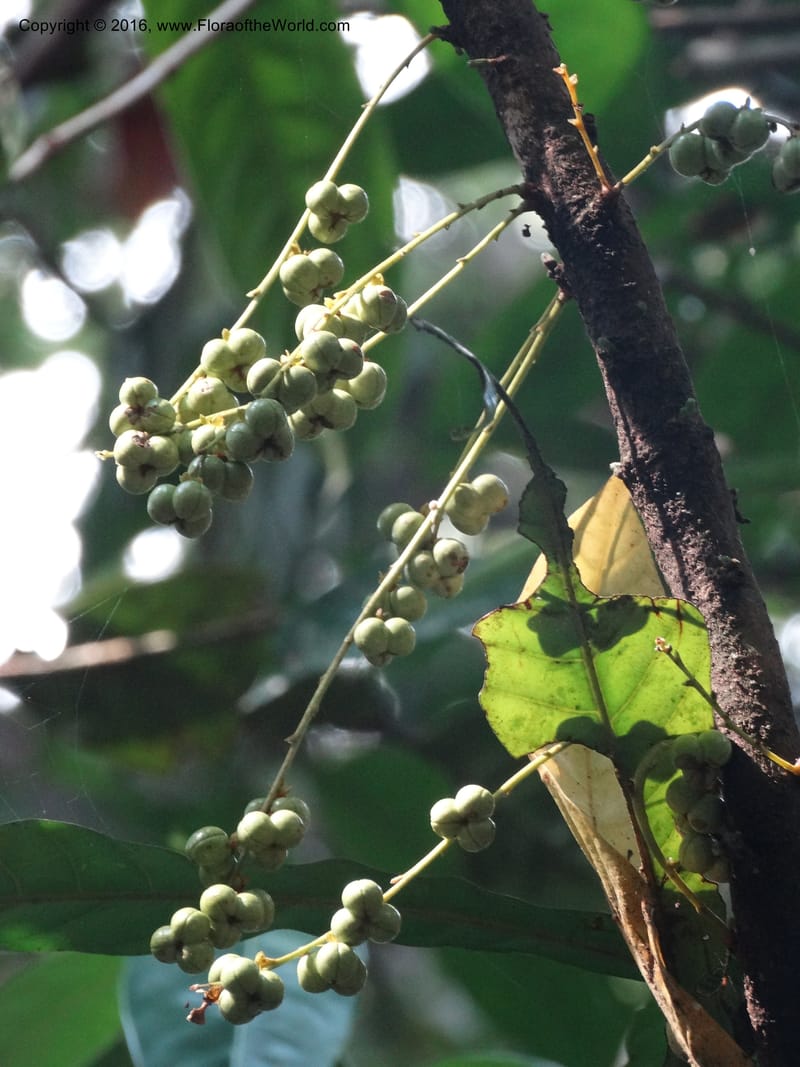 Agrostistachys longifolia, Davidson, C 12889--Sabah. Sapa Paya For. Res. 23 Mar 2015. DSC00001 (141).JPG