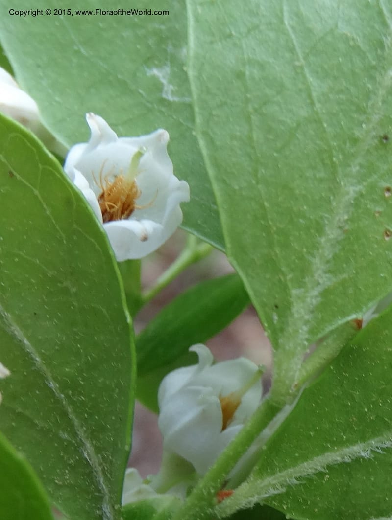 Vaccinium arboreum, Davidson, C 13042--South Carolina. Oconee Co. Tugaloo R. 19 May 2015.  (92).JPG