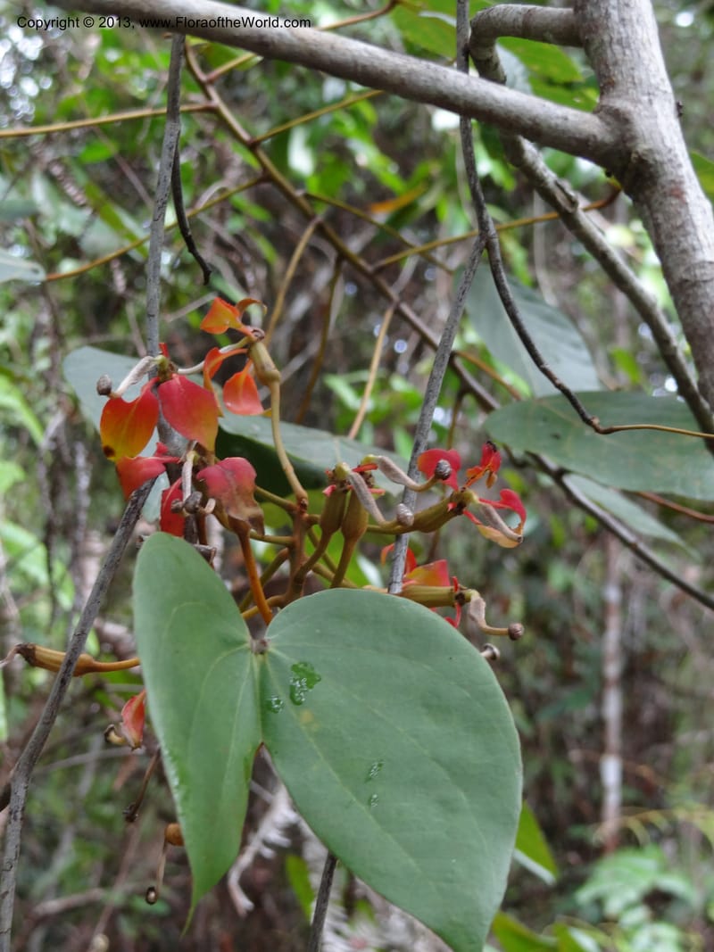 Bauhinia kockiana, SAN.153247--Malaysia, Sabah. Tawai For. Res. 9 Apr 2012. DSC07890 (2).JPG