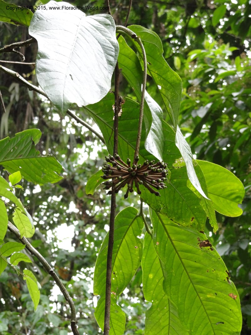 Marcgravia roonei, Hammel 26111--Costa Rica. Ranchos Tinamu. 3 Mar 2012. DSC03666 (58).JPG