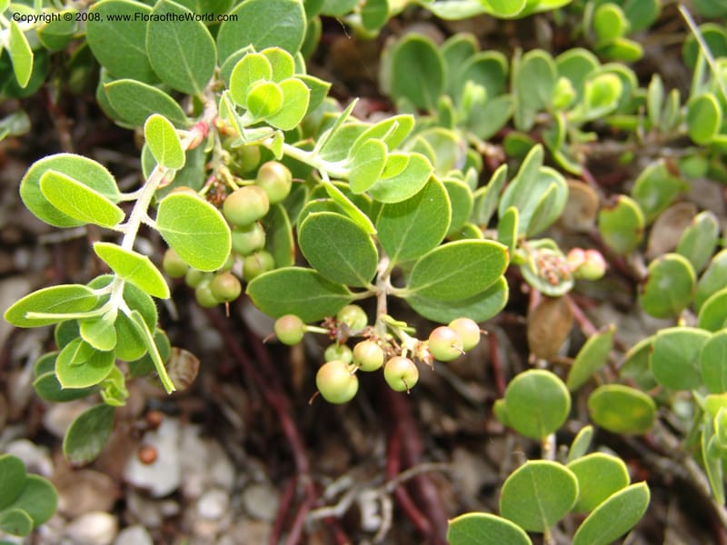 Arctostaphylos hookeri ssp ravenii, 80.0802--CA. UC Berkeley Bot. Garden. 31 May 07. 830.jpg