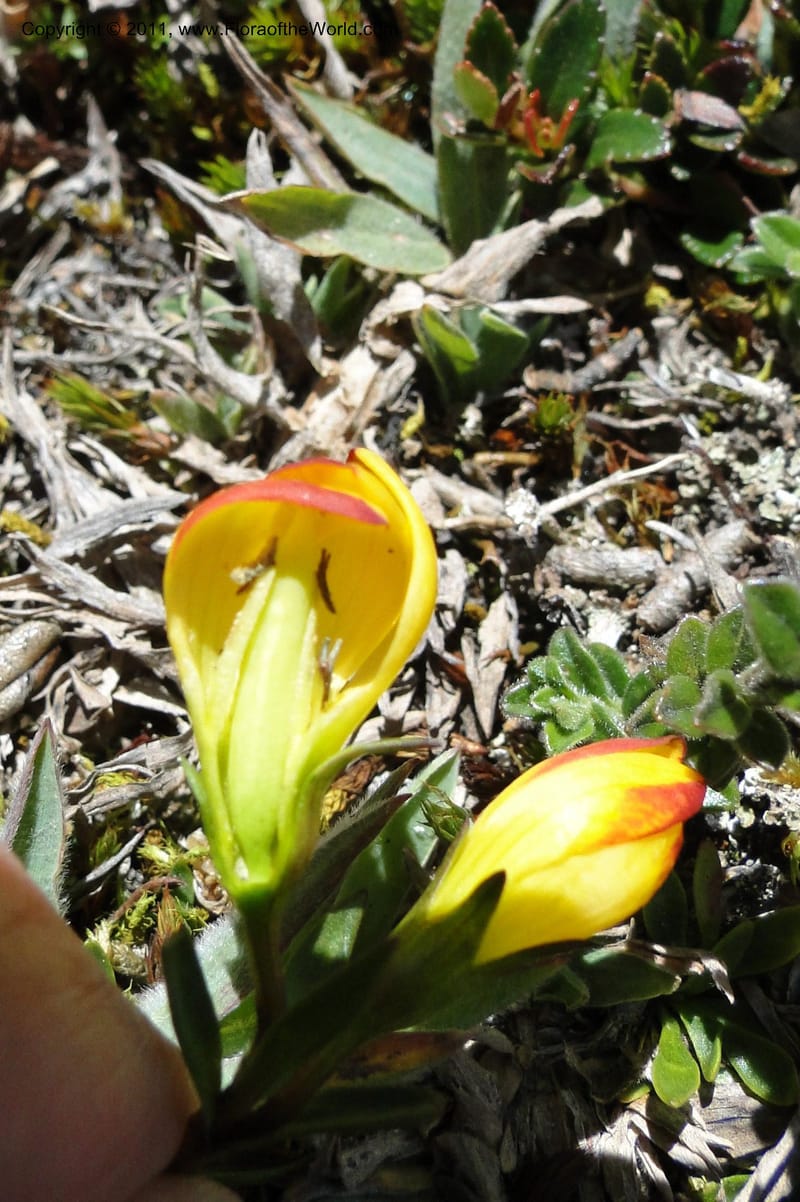 Gentianella hirculus, Ulloa 2116--Ecuador. Azuay. P. N. Cajas. 8 Jun 2011. 072 (12).jpg