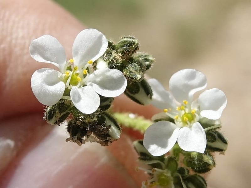 Limeum myosotis, L. Nanyeni 1158--Namibia. B1 to Rehoboth, Frankie Fredricks St. 15 Mar 2018. DSC00565 (451).JPG