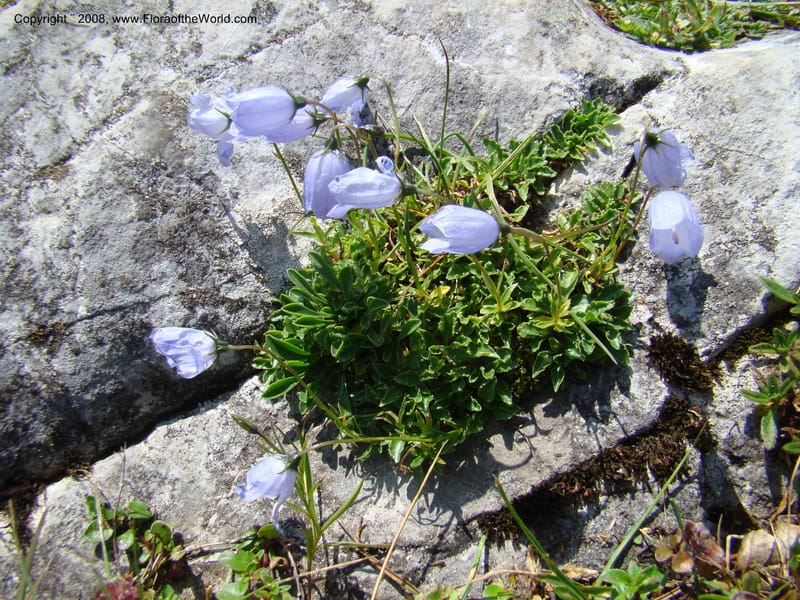 Campanula, CDavidson11252--Slovenia. Gorenska Reg. Velika Planina. 6 Jul 08. 113.jpg
