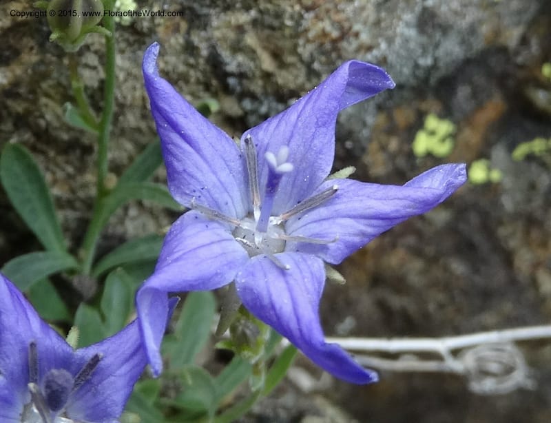 Campanula, Davidson, C 12592B--ID. Idaho Co. Seven Devils Camp Ground. 15 Jul 2014. DSC00113 (175).JPG