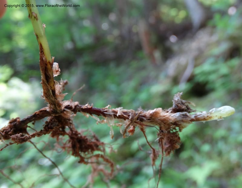 Gymnocarpium dryopteris, Davidson, C 12848--ID. Shoshone Co. St. Hwy 4. E of Burke. 2 Jul 2015. DSC07383 (48).JPG