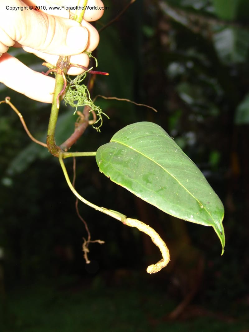 Anthurium bernardii, Croat 95946--Ecuador. Edo. Pichincha. Bosque Nublado Sta. Lucia. 14 Mar 06. 428 (2).jpg
