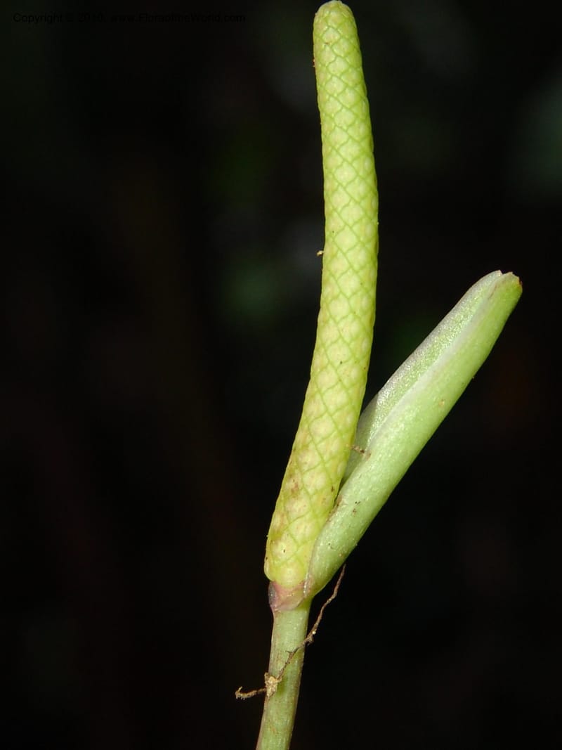 Anthurium bernardii, Croat 95946--Ecuador. Edo. Pichincha. Bosque Nublado Sta. Lucia. 14 Mar 06. 428 (7).jpg