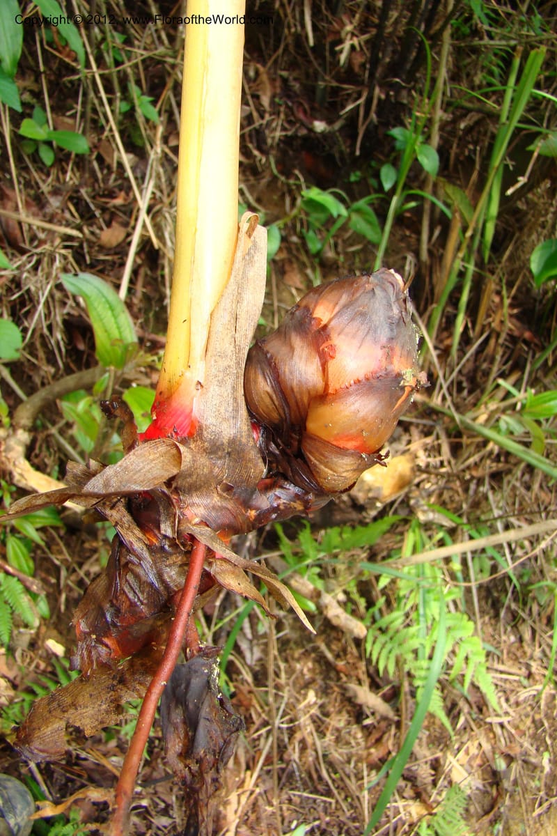 Amomum, Regalado 1668--Viet Nam. Hoang Lien Son. 7 Apr 09. 241 (39).jpg