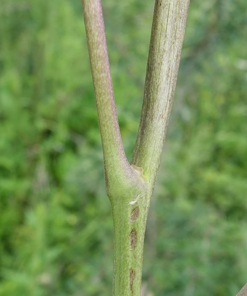 Cimicifuga, C. Davidson 13734--China. Yunnan. Zhongdian Xian. 9 Aug 2017. DSC03874 (220).JPG