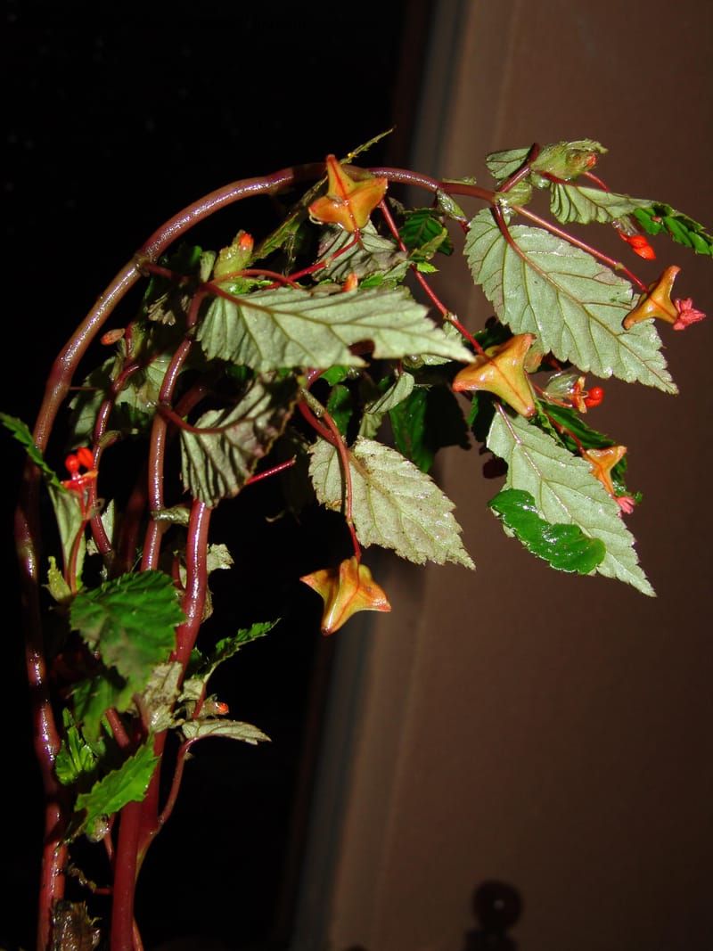 Begonia, Croat94737--Ecuador. Prov. Carchi. Rd Tulcan to El Chical. 16 Feb 05. 235.jpg